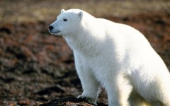 Desktop wallpaper. Animals. ID:34363