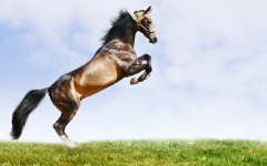 Desktop wallpaper. Animals. ID:34365