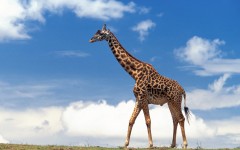 Desktop wallpaper. Animals. ID:34366