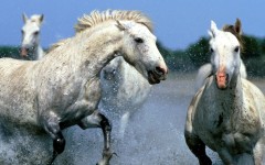 Desktop wallpaper. Animals. ID:34370