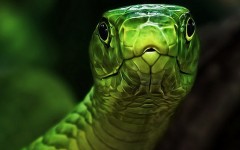 Desktop wallpaper. Animals. ID:34372