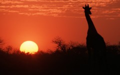 Desktop wallpaper. Animals. ID:34378