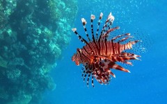 Desktop wallpaper. Animals. ID:34379