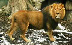 Desktop wallpaper. Animals. ID:34380