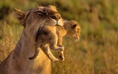 Desktop wallpaper. Animals. ID:34382