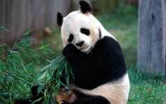 Desktop wallpaper. Animals. ID:34383