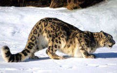 Desktop wallpaper. Animals. ID:34385