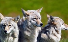 Desktop wallpaper. Animals. ID:34386