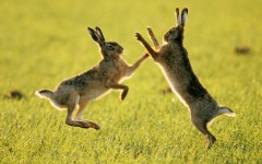 Desktop wallpaper. Animals. ID:34392