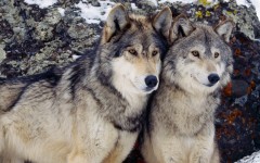 Desktop wallpaper. Animals. ID:34394