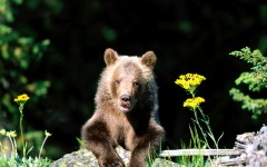 Desktop wallpaper. Animals. ID:34398
