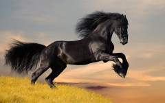 Desktop wallpaper. Animals. ID:34406