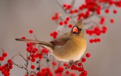 Desktop wallpaper. Animals. ID:34407