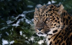 Desktop wallpaper. Animals. ID:34412