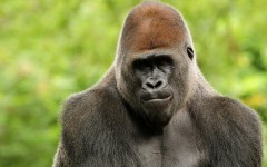 Desktop wallpaper. Animals. ID:34413