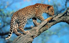 Desktop wallpaper. Animals. ID:34420