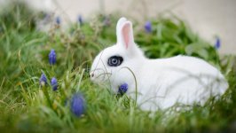 Desktop wallpaper. Animals. ID:100766
