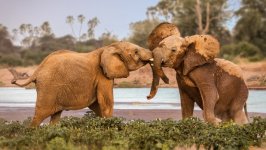 Desktop wallpaper. Animals. ID:100709