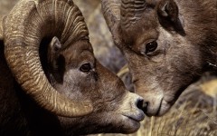 Desktop image. Animals. ID:34455