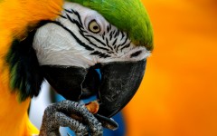 Desktop wallpaper. Animals. ID:34456
