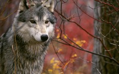 Desktop wallpaper. Animals. ID:34457
