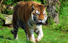 Desktop wallpaper. Animals. ID:34459