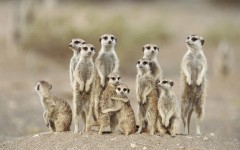 Desktop wallpaper. Animals. ID:34460