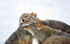 Desktop image. Animals. ID:50173