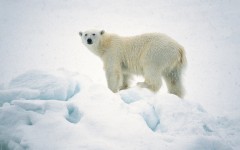 Desktop wallpaper. Animals. ID:34465