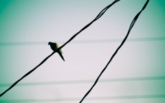 Desktop wallpaper. Animals. ID:34466
