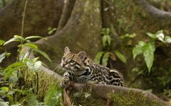 Desktop wallpaper. Animals. ID:34467