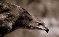 Desktop wallpaper. Animals. ID:34472
