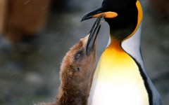 Desktop image. Animals. ID:34473