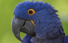Desktop image. Animals. ID:34474
