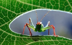 Desktop image. Animals. ID:34475