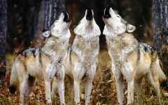 Desktop wallpaper. Animals. ID:34477