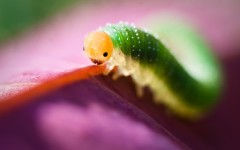 Desktop wallpaper. Animals. ID:34478