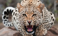 Desktop wallpaper. Animals. ID:34479