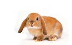 Desktop wallpaper. Animals. ID:34480