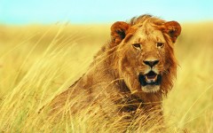 Desktop wallpaper. Animals. ID:34482
