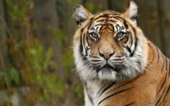 Desktop wallpaper. Animals. ID:34484