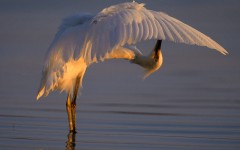 Desktop wallpaper. Animals. ID:34488
