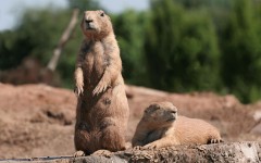 Desktop wallpaper. Animals. ID:34490