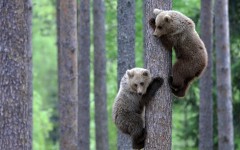 Desktop wallpaper. Animals. ID:34494