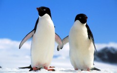 Desktop wallpaper. Animals. ID:34514