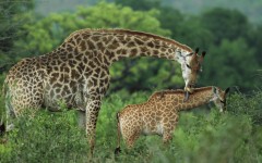 Desktop wallpaper. Animals. ID:34516