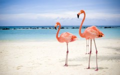 Desktop wallpaper. Animals. ID:34517