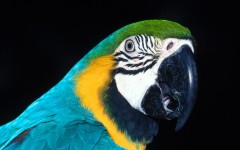 Desktop wallpaper. Animals. ID:34541