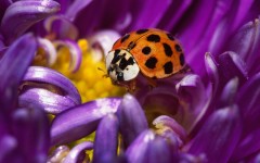 Desktop wallpaper. Animals. ID:34545