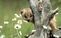 Desktop wallpaper. Animals. ID:34546